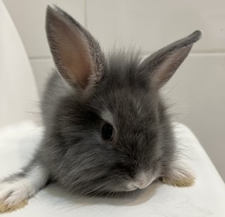 Angora Bunny Grey 2 - Angora Rabbit Rabbit