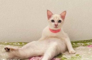 Urgent Kitty - Siamese Cat