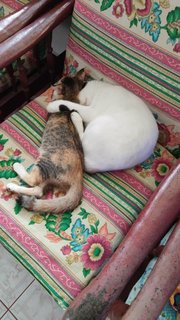 Urgent Amreen - Calico Cat