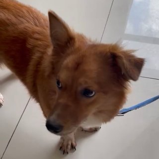 Lucky - Corgi Mix Dog