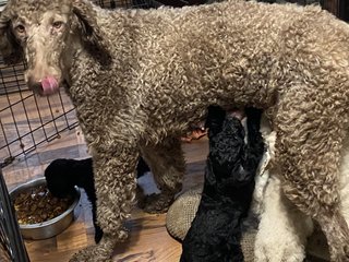 Bella - Standard Poodle Dog