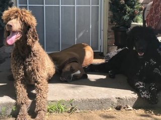 Bella - Standard Poodle Dog