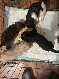 Stander Poodle Puppies  - Standard Poodle Dog