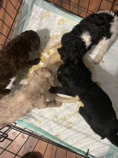 Stander Poodle Puppies  - Standard Poodle Dog