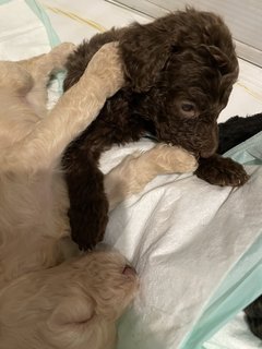 Stander Poodle Puppies  - Standard Poodle Dog