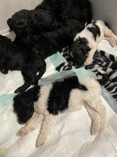 Stander Poodle Puppies  - Standard Poodle Dog