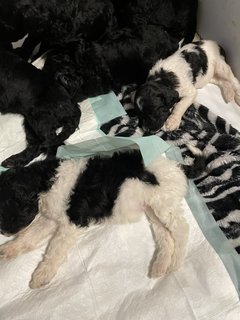 Stander Poodle Puppies  - Standard Poodle Dog