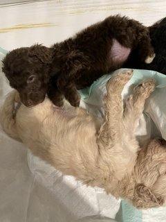 Stander Poodle Puppies  - Standard Poodle Dog