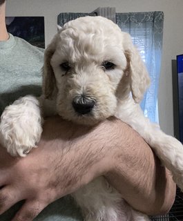 Stander Poodle Puppies  - Standard Poodle Dog