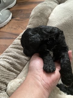 Stander Poodle Puppies  - Standard Poodle Dog