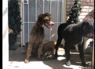 Stander Poodle Puppies  - Standard Poodle Dog