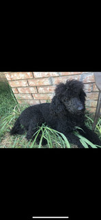 Stander Poodle Puppies  - Standard Poodle Dog