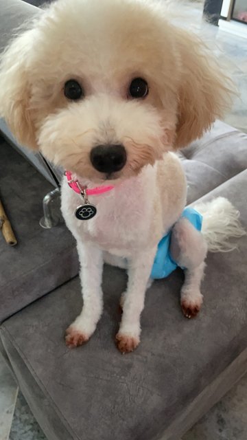 Minnie - Poodle Dog