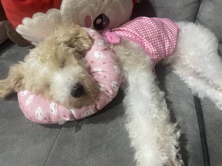 Minnie - Poodle Dog