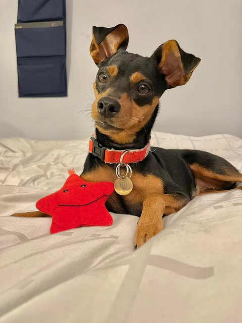 Mindi - Miniature Pinscher Dog