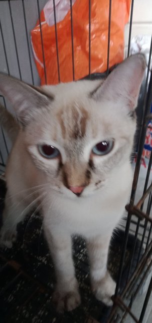 Snowball - Siamese + Bengal Cat