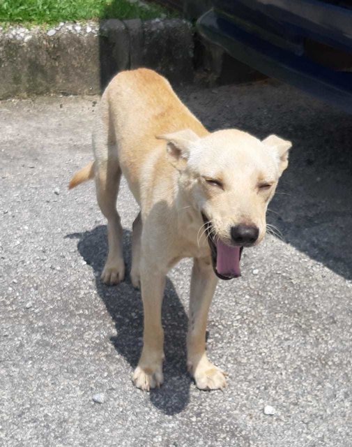 Dingo - Labrador Retriever Mix Dog