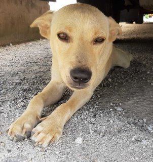 Dingo - Labrador Retriever Mix Dog