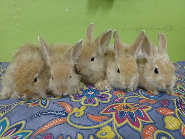 Bunny Rabbit - Bunny Rabbit Rabbit