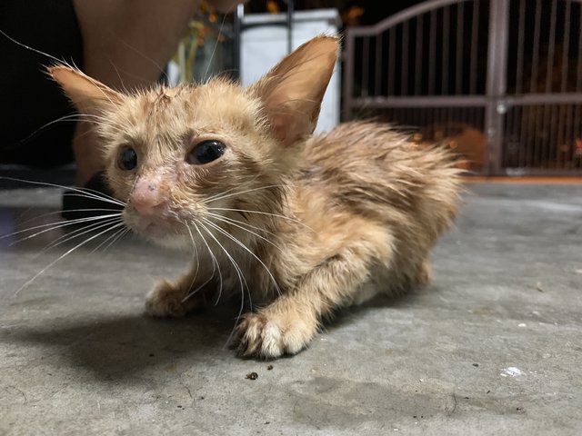 Injured Kitten - Domestic Medium Hair Cat