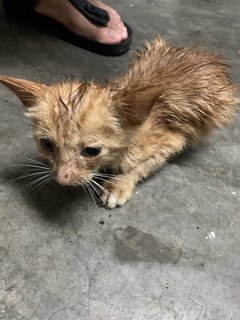 Injured Kitten - Domestic Medium Hair Cat