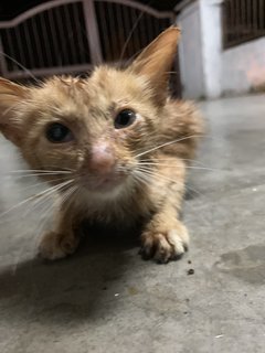 Injured Kitten - Domestic Medium Hair Cat