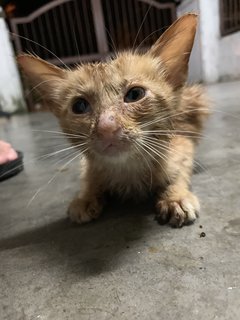 Injured Kitten - Domestic Medium Hair Cat