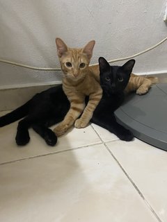 Ash &amp; Ember - Domestic Short Hair Cat