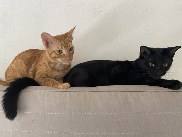 Ash &amp; Ember - Domestic Short Hair Cat