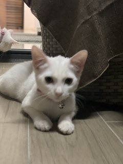 Mana - Domestic Short Hair Cat