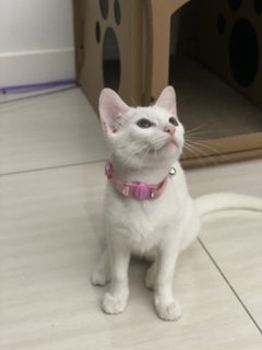 Mana - Domestic Short Hair Cat