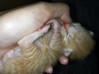 Caramel - Domestic Short Hair Cat