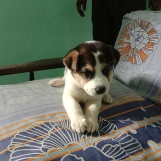 Husky  - Mixed Breed Dog