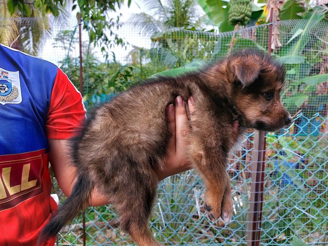 Stray Puppies - Mixed Breed Dog