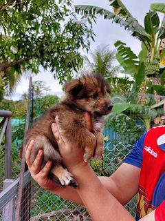 Stray Puppies - Mixed Breed Dog