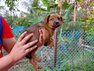 Stray Puppies - Mixed Breed Dog