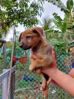 Stray Puppies - Mixed Breed Dog