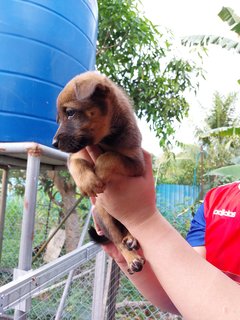 Stray Puppies - Mixed Breed Dog