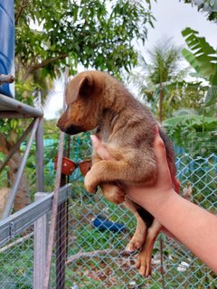 Stray Puppies - Mixed Breed Dog