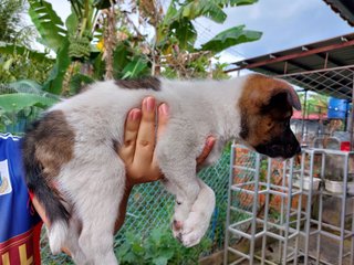 Stray Puppies - Mixed Breed Dog