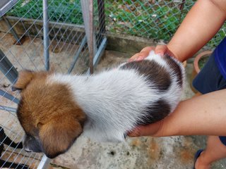 Stray Puppies - Mixed Breed Dog