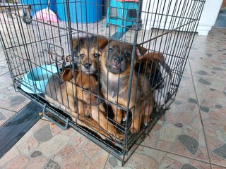 Stray Puppies - Mixed Breed Dog