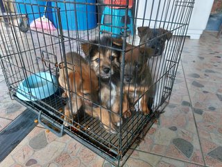 Stray Puppies - Mixed Breed Dog