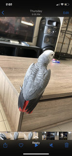 Ravan - African Grey Bird