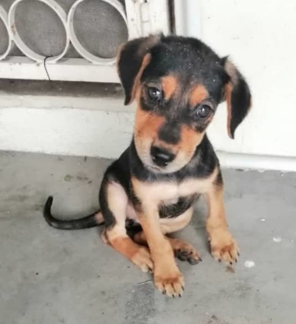 Ipoh Girl - Mixed Breed Dog