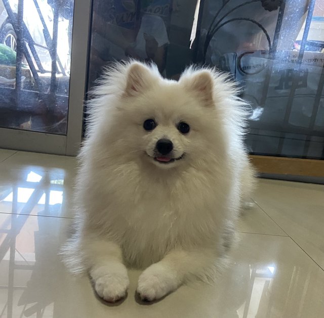 Carbo - Pomeranian Dog