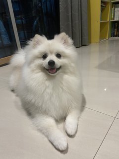 Carbo - Pomeranian Dog