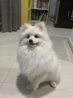 Carbo - Pomeranian Dog