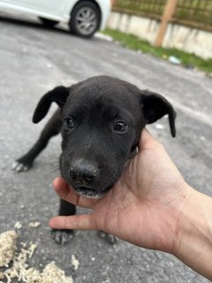 Puppy 30 - Mixed Breed Dog