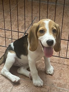 Daisy - Beagle Dog